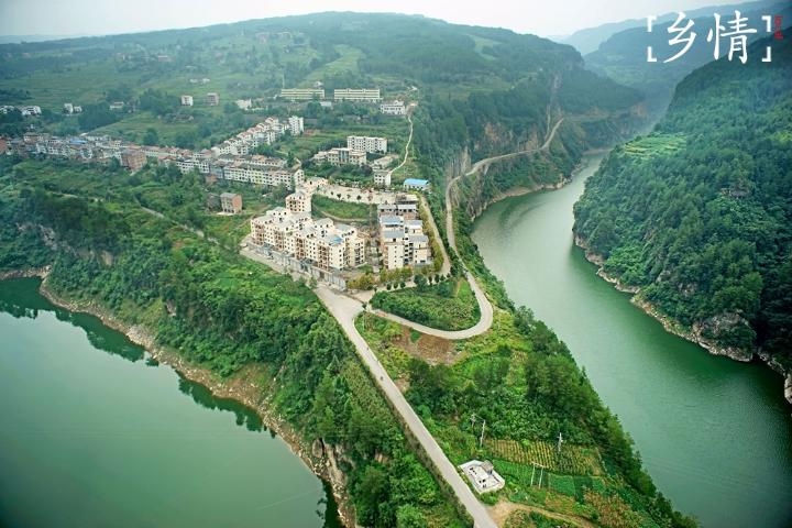 在石柱县桥头镇野鹤村,上千亩脆红李大量成熟,一个个饱满的小果子