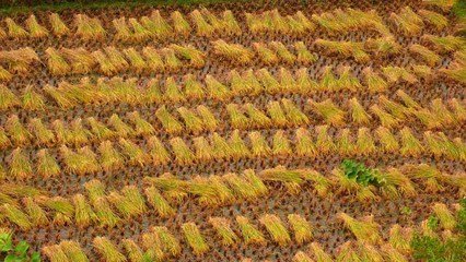 王明凯短篇小说集《陈谷子烂芝麻》