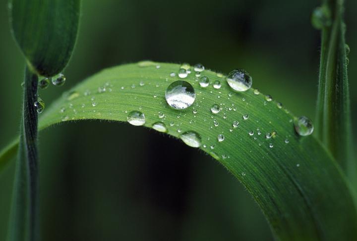 曾维惠:爱是草尖儿上的露珠