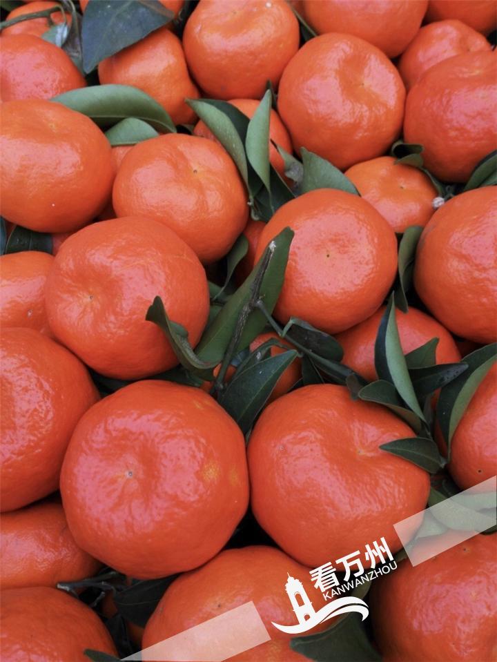 万州古红桔今年卖"火"了 网上卖3元/个!
